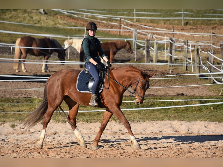 Deutsches Sportpferd Stute 6 Jahre 166 cm Fuchs in Parkstein