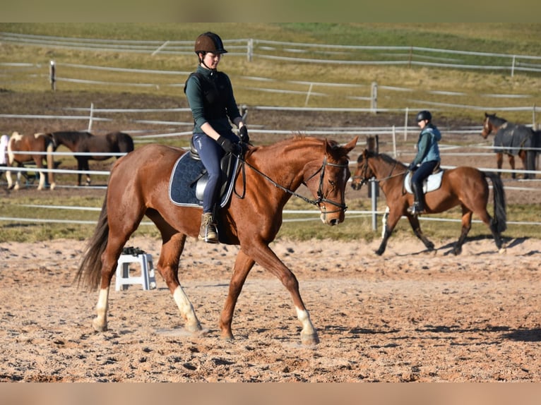 Deutsches Sportpferd Stute 6 Jahre 166 cm Fuchs in Parkstein