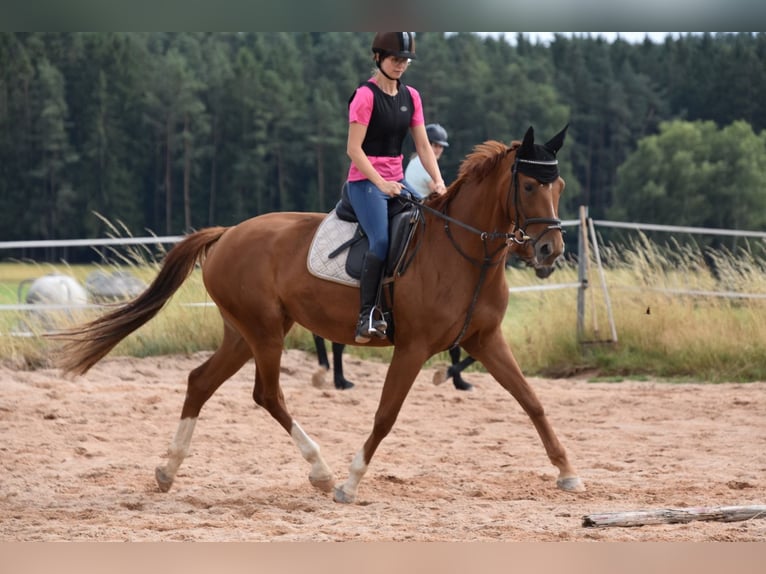 Deutsches Sportpferd Stute 6 Jahre 166 cm Fuchs in Parkstein
