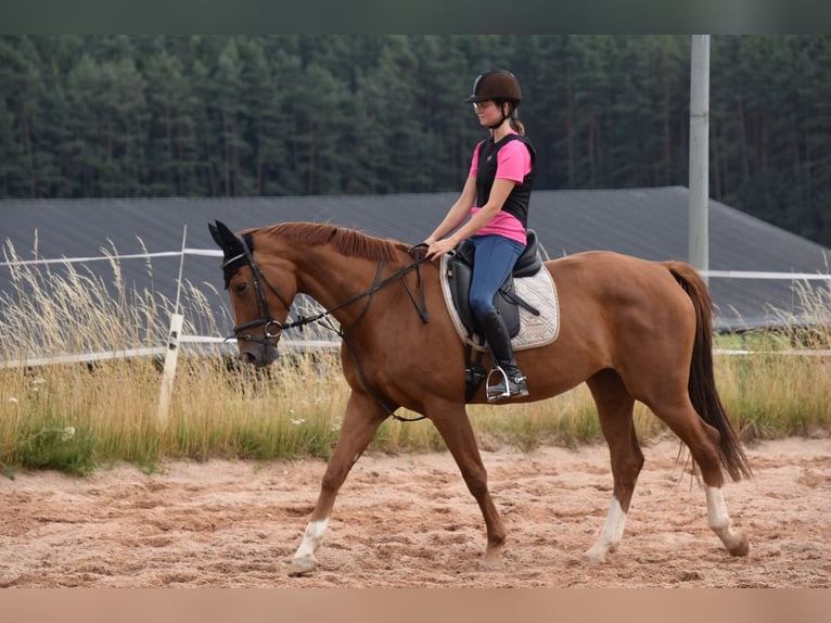 Deutsches Sportpferd Stute 6 Jahre 166 cm Fuchs in Parkstein