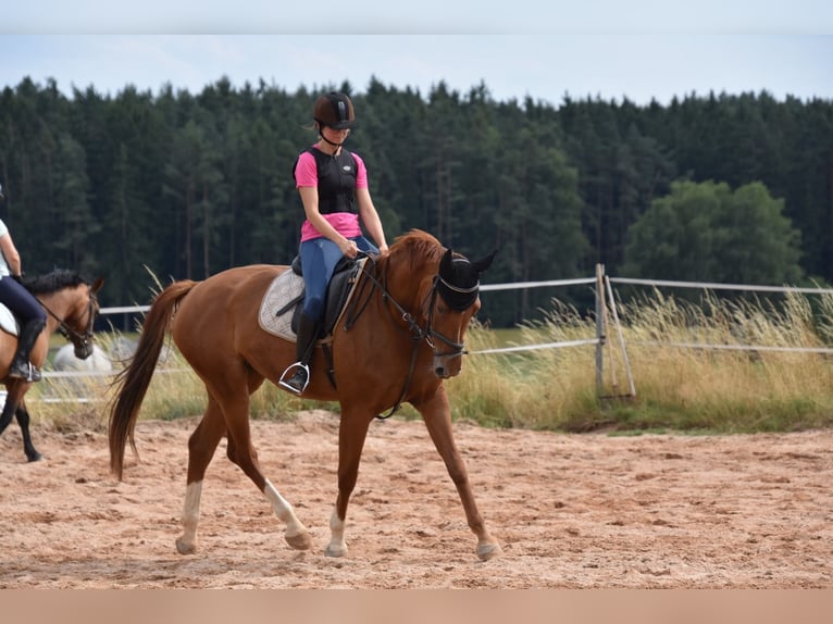 Deutsches Sportpferd Stute 6 Jahre 166 cm Fuchs in Parkstein