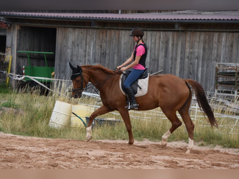 Deutsches Sportpferd Stute 6 Jahre 166 cm Fuchs in Parkstein