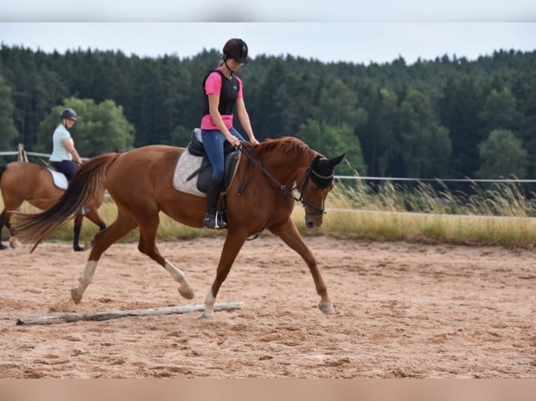 Deutsches Sportpferd Stute 6 Jahre 166 cm Fuchs in Parkstein