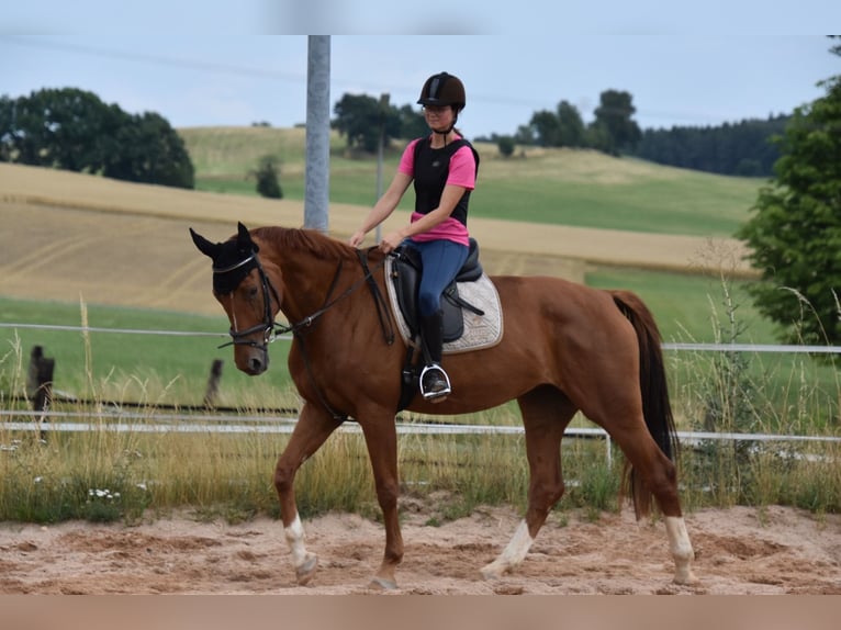 Deutsches Sportpferd Stute 6 Jahre 166 cm Fuchs in Parkstein