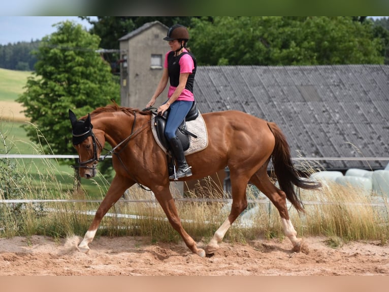 Deutsches Sportpferd Stute 6 Jahre 166 cm Fuchs in Parkstein