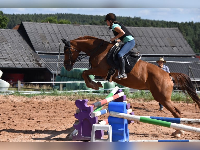 Deutsches Sportpferd Stute 6 Jahre 166 cm Fuchs in Parkstein