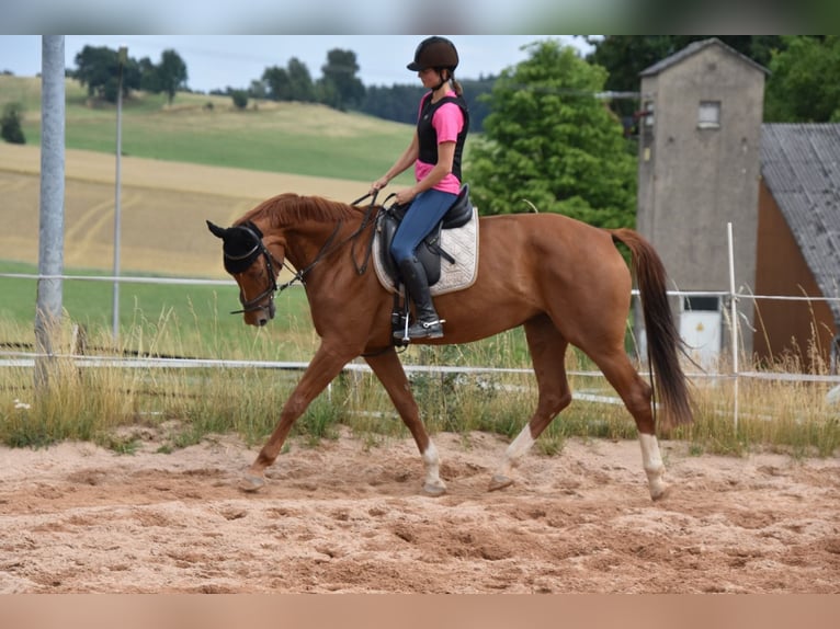 Deutsches Sportpferd Stute 6 Jahre 166 cm Fuchs in Parkstein