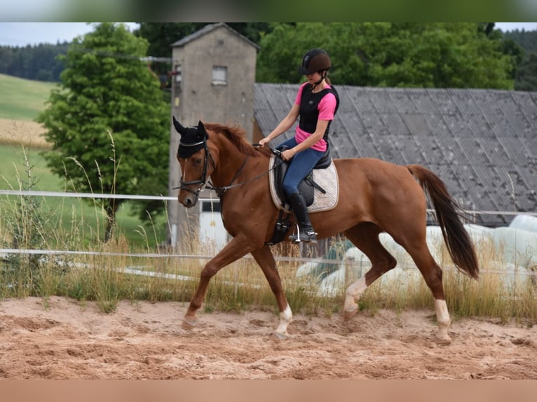 Deutsches Sportpferd Stute 6 Jahre 166 cm Fuchs in Parkstein