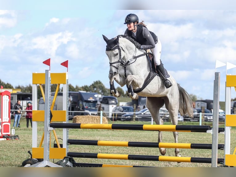 Deutsches Sportpferd Stute 6 Jahre 166 cm Schimmel in Hohen Wangelin