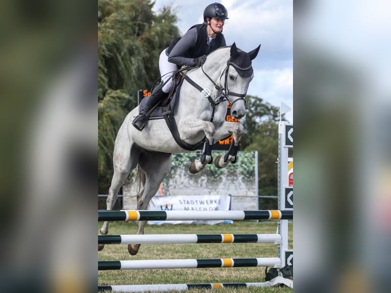 Deutsches Sportpferd Stute 6 Jahre 166 cm Schimmel in Hohen Wangelin