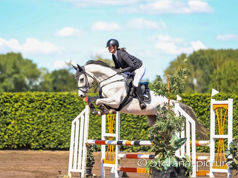 Deutsches Sportpferd Stute 6 Jahre 166 cm Schimmel in Hohen Wangelin
