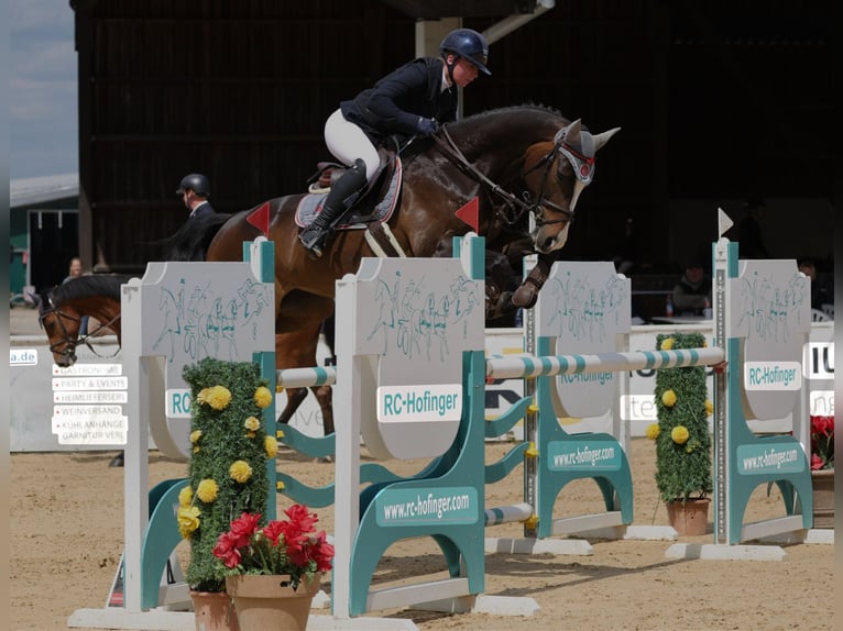 Deutsches Sportpferd Stute 6 Jahre 166 cm Schwarzbrauner in M&#xFC;hldorf am Inn