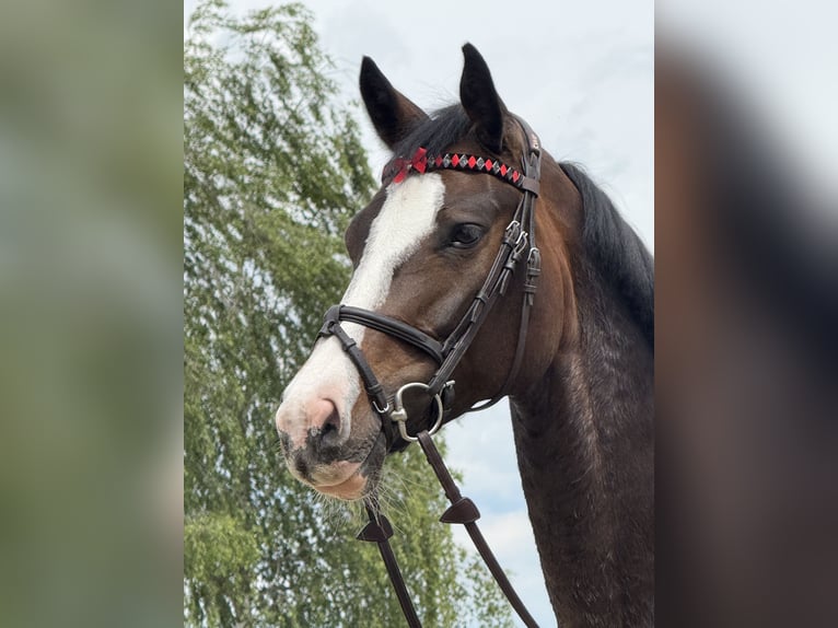 Deutsches Sportpferd Stute 6 Jahre 166 cm Schwarzbrauner in M&#xFC;hldorf am Inn