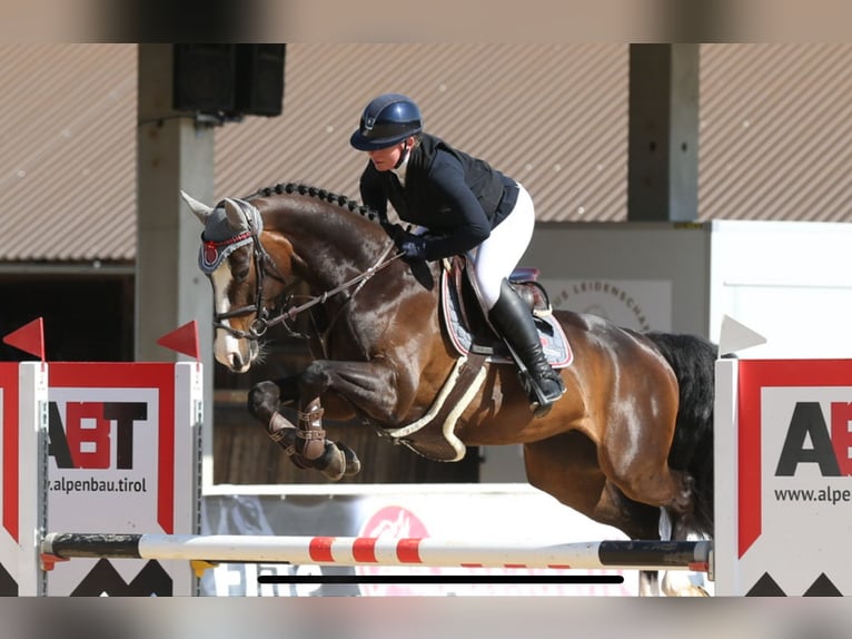 Deutsches Sportpferd Stute 6 Jahre 166 cm Schwarzbrauner in M&#xFC;hldorf am Inn