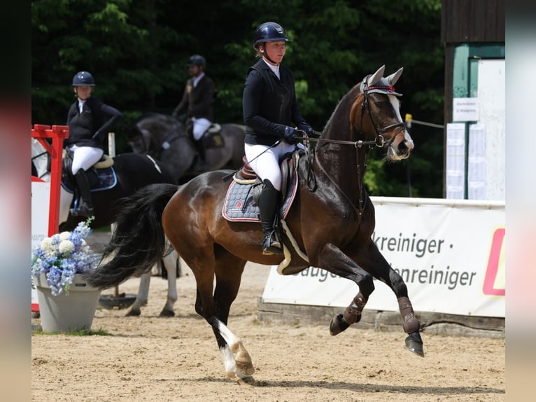 Deutsches Sportpferd Stute 6 Jahre 166 cm Schwarzbrauner in M&#xFC;hldorf am Inn