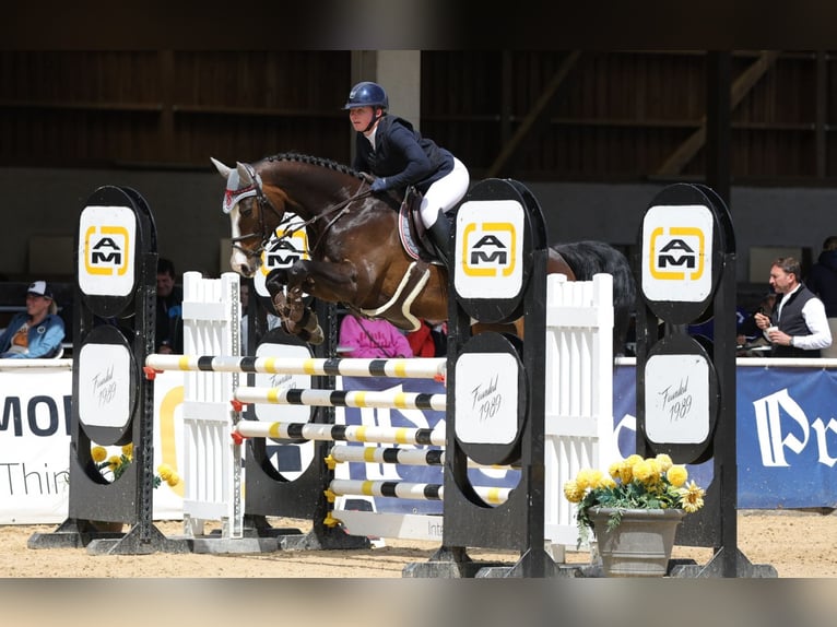 Deutsches Sportpferd Stute 6 Jahre 166 cm Schwarzbrauner in M&#xFC;hldorf am Inn