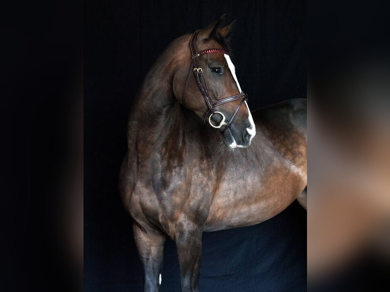 Deutsches Sportpferd Stute 6 Jahre 166 cm Schwarzbrauner in M&#xFC;hldorf am Inn