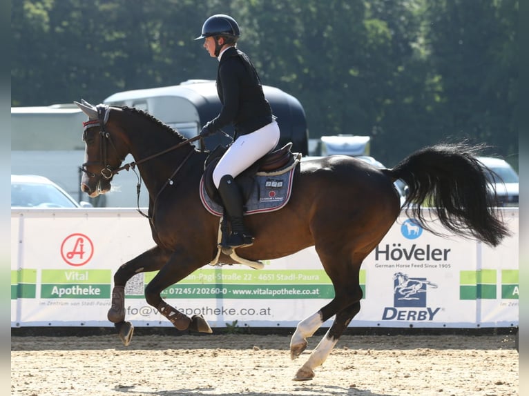 Deutsches Sportpferd Stute 6 Jahre 166 cm Schwarzbrauner in M&#xFC;hldorf am Inn