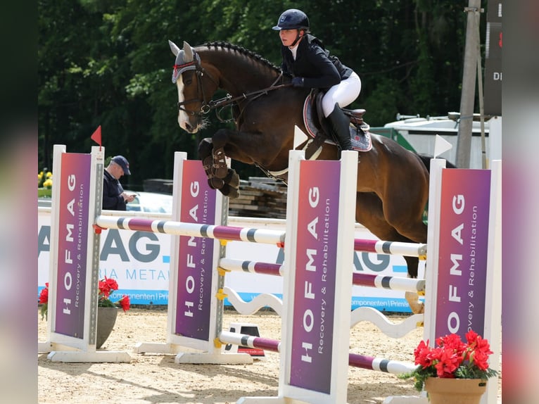 Deutsches Sportpferd Stute 6 Jahre 166 cm Schwarzbrauner in M&#xFC;hldorf am Inn