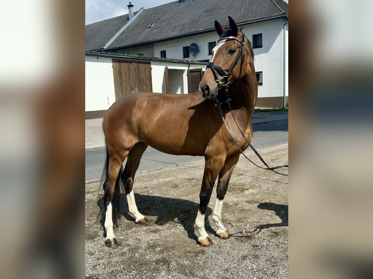 Deutsches Sportpferd Stute 6 Jahre 167 cm Brauner in Pelmberg