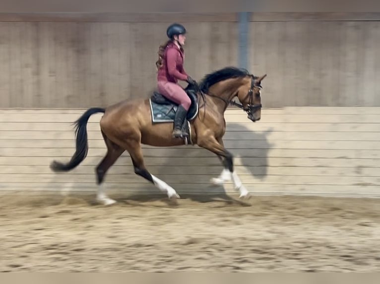 Deutsches Sportpferd Stute 6 Jahre 167 cm Brauner in Pelmberg