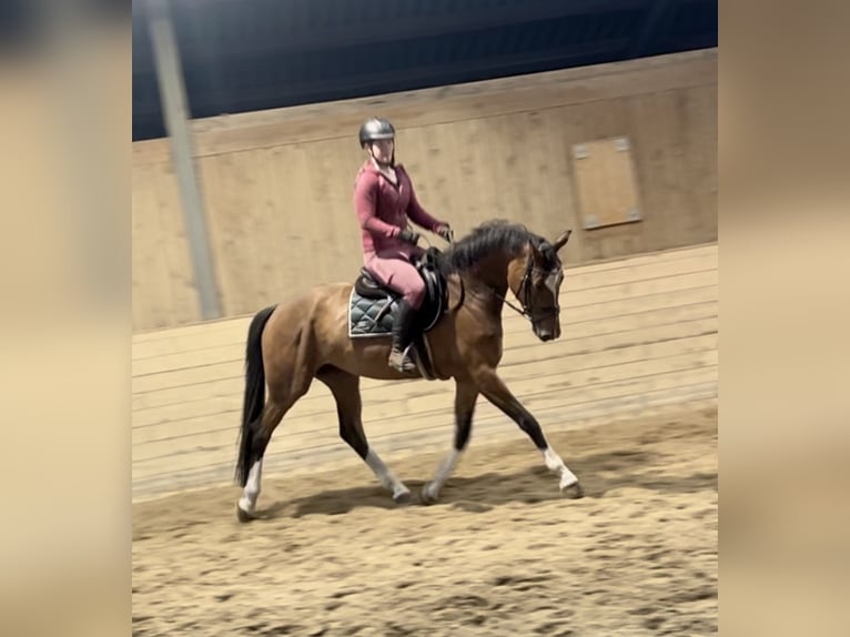 Deutsches Sportpferd Stute 6 Jahre 167 cm Brauner in Pelmberg