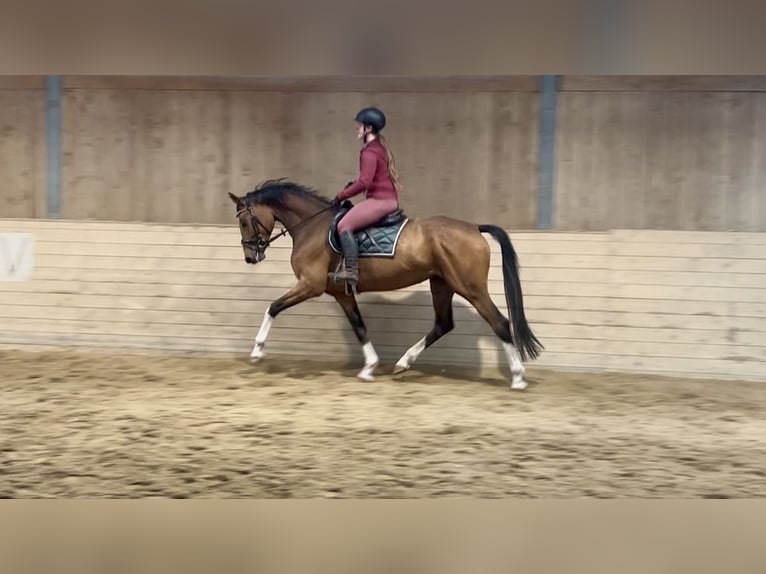 Deutsches Sportpferd Stute 6 Jahre 167 cm Brauner in Pelmberg