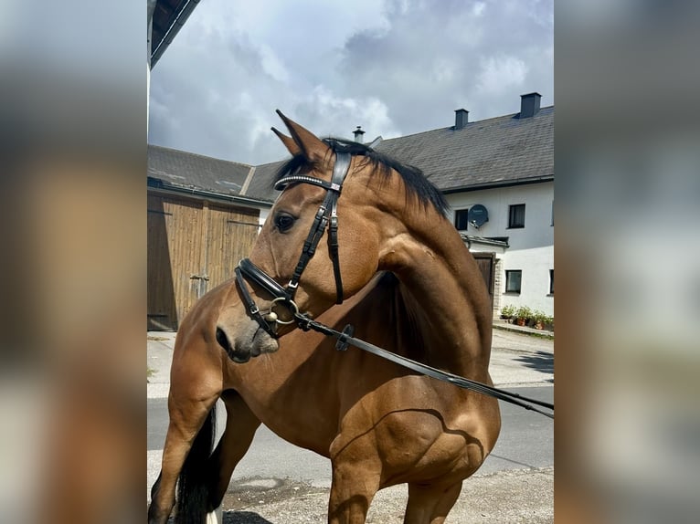 Deutsches Sportpferd Stute 6 Jahre 167 cm Brauner in Pelmberg