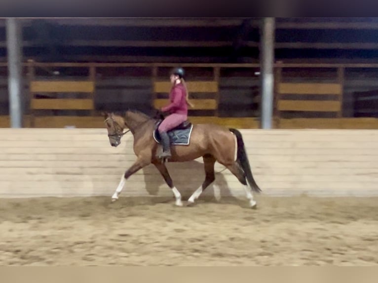 Deutsches Sportpferd Stute 6 Jahre 167 cm Brauner in Pelmberg