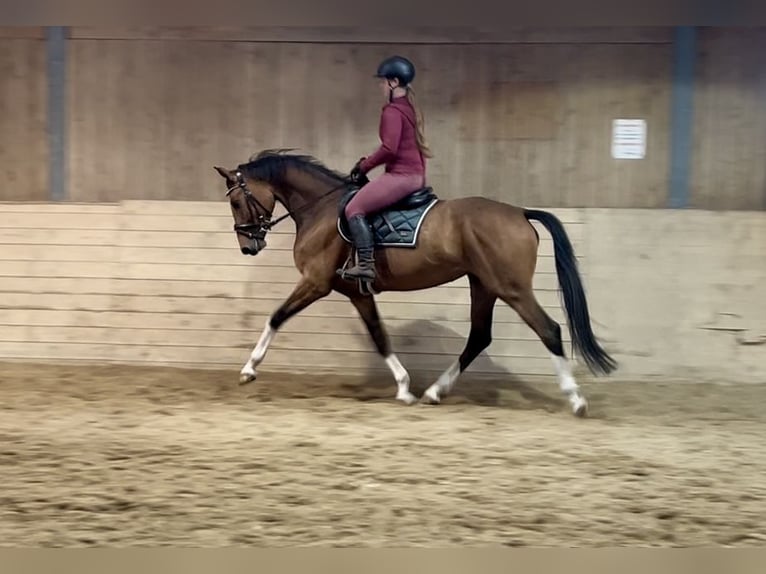 Deutsches Sportpferd Stute 6 Jahre 167 cm Brauner in Pelmberg