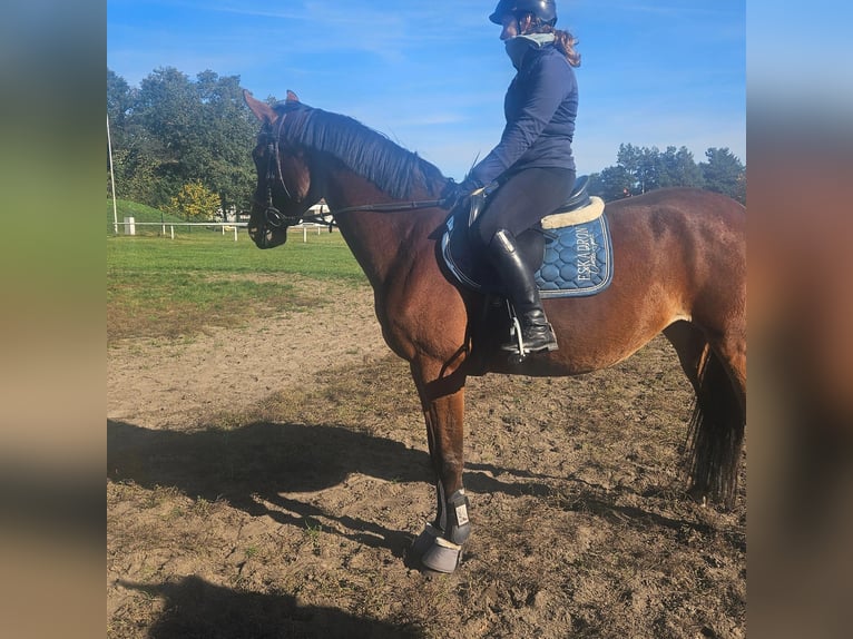Deutsches Sportpferd Stute 6 Jahre 167 cm Brauner in Aken