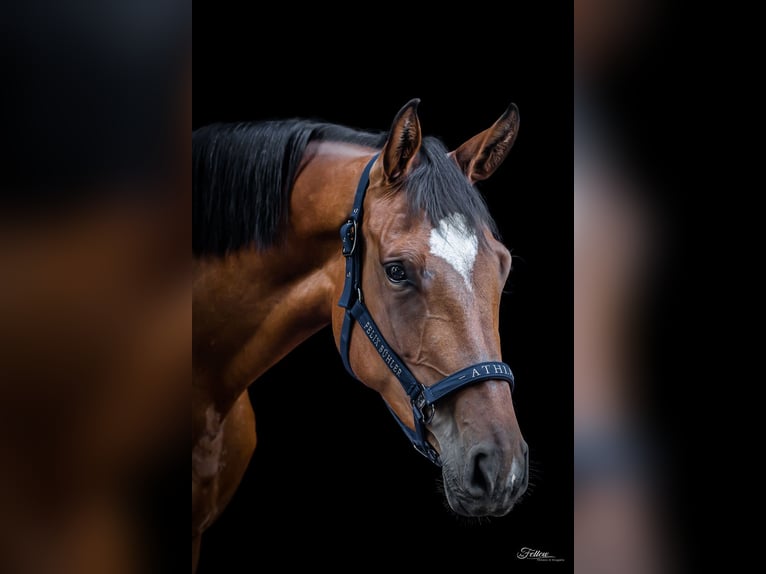 Deutsches Sportpferd Stute 6 Jahre 167 cm Brauner in Aken