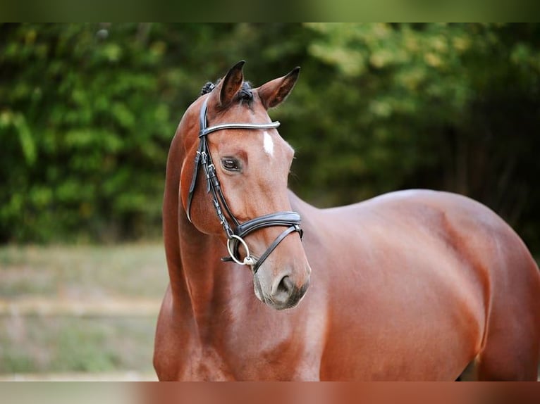 Deutsches Sportpferd Stute 6 Jahre 167 cm Brauner in Riedstadt