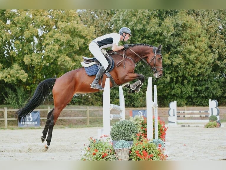 Deutsches Sportpferd Stute 6 Jahre 167 cm Brauner in Riedstadt