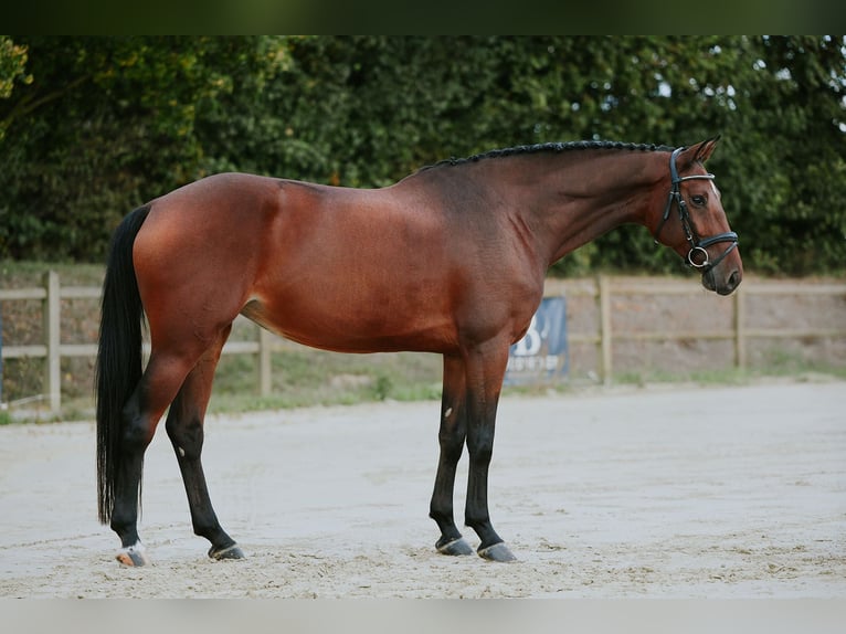 Deutsches Sportpferd Stute 6 Jahre 167 cm Brauner in Riedstadt