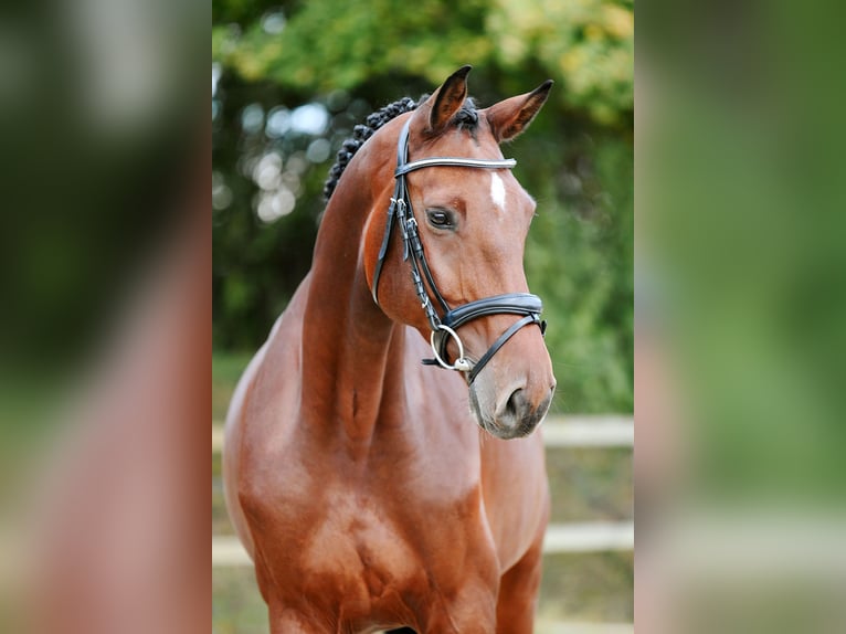 Deutsches Sportpferd Stute 6 Jahre 167 cm Brauner in Riedstadt