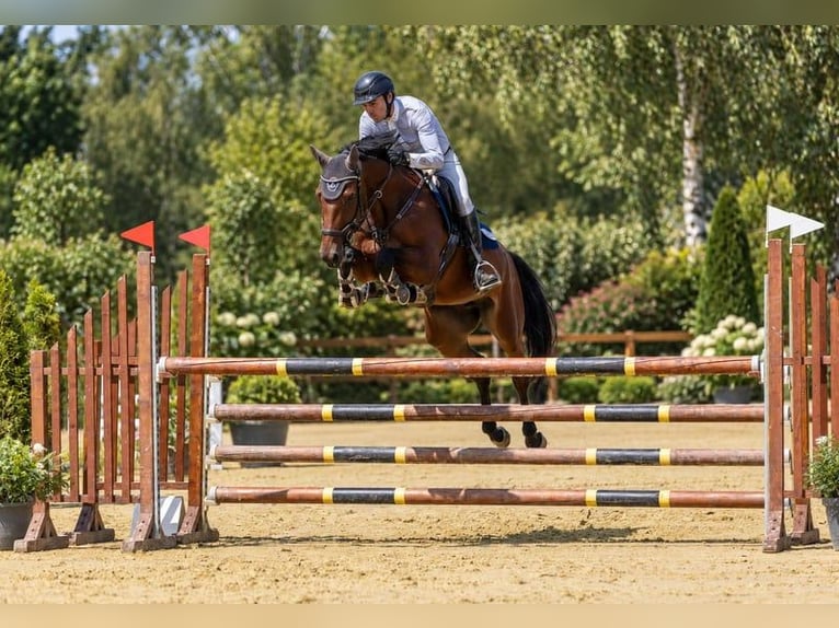 Deutsches Sportpferd Stute 6 Jahre 167 cm Brauner in Riedstadt