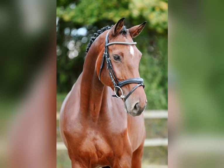 Deutsches Sportpferd Stute 6 Jahre 167 cm Brauner in Riedstadt