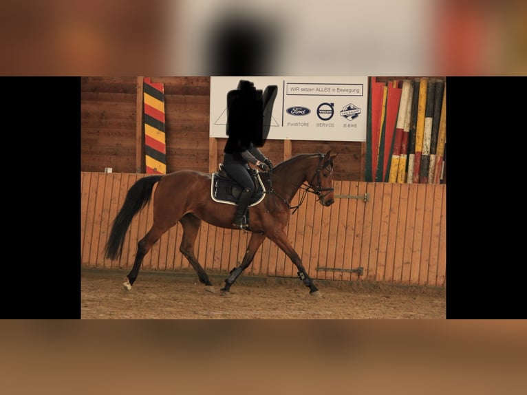 Deutsches Sportpferd Stute 6 Jahre 167 cm Brauner in Sulzthal