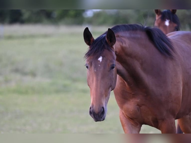 Deutsches Sportpferd Stute 6 Jahre 167 cm Brauner in Emsdetten
