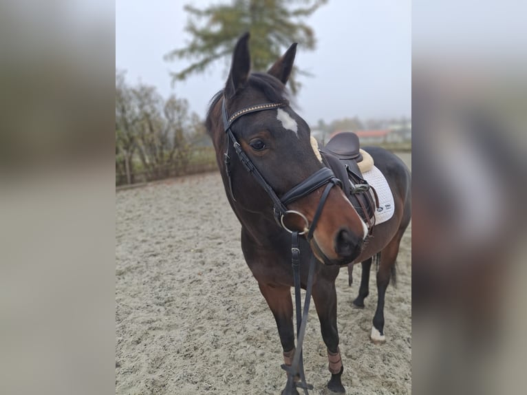 Deutsches Sportpferd Stute 6 Jahre 167 cm Dunkelbrauner in Eglingen