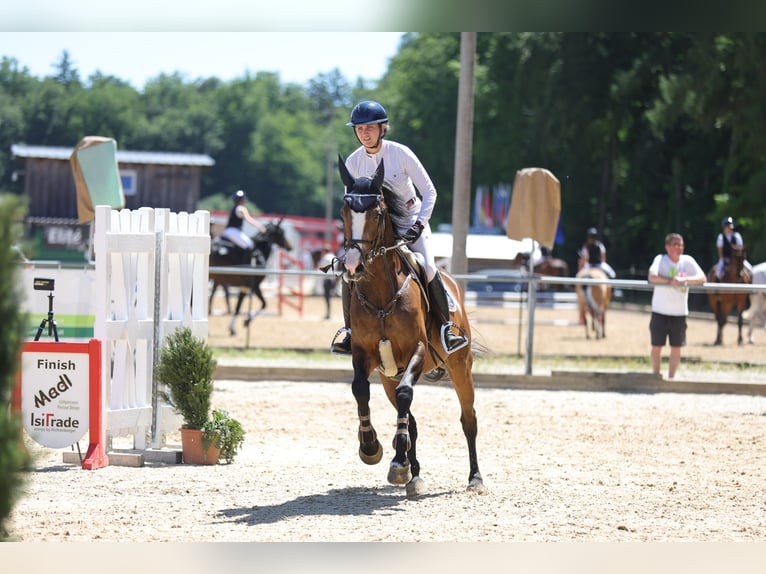 Deutsches Sportpferd Stute 6 Jahre 167 cm Dunkelbrauner in Altusried