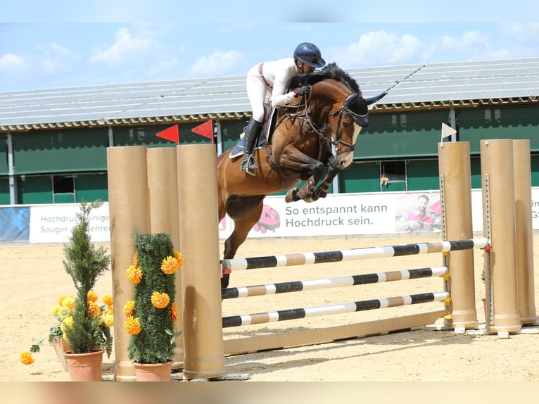 Deutsches Sportpferd Stute 6 Jahre 167 cm Dunkelbrauner in Altusried