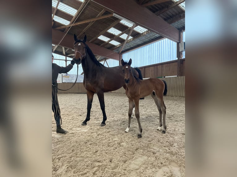 Deutsches Sportpferd Stute 6 Jahre 167 cm Dunkelbrauner in Bad Schmiedeberg