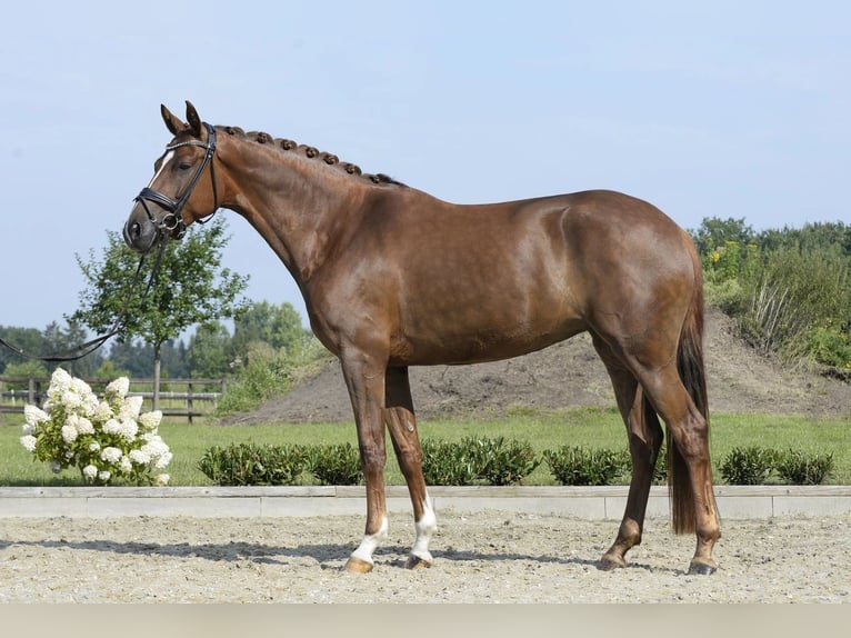 Deutsches Sportpferd Stute 6 Jahre 167 cm Dunkelfuchs in Sassenberg