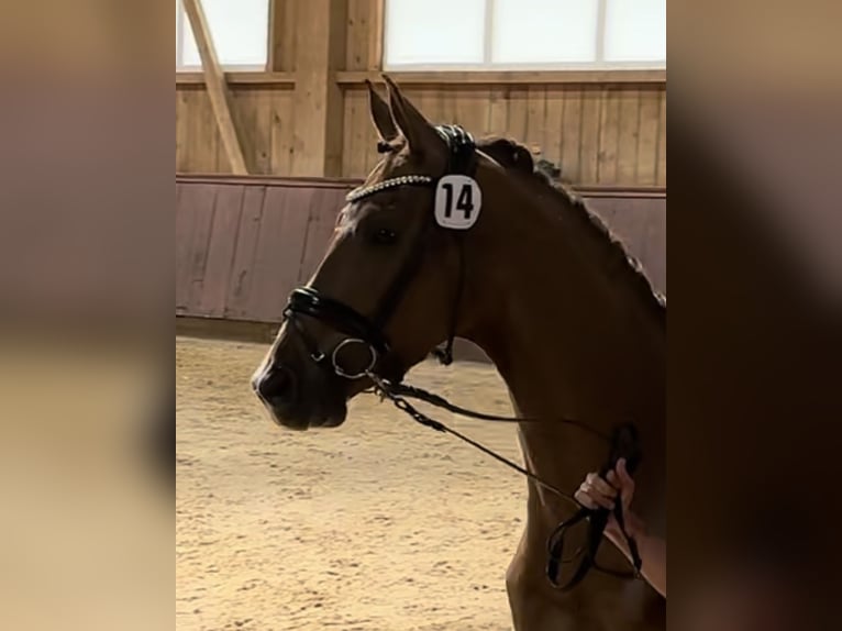 Deutsches Sportpferd Stute 6 Jahre 167 cm Fuchs in Hallbergmoos