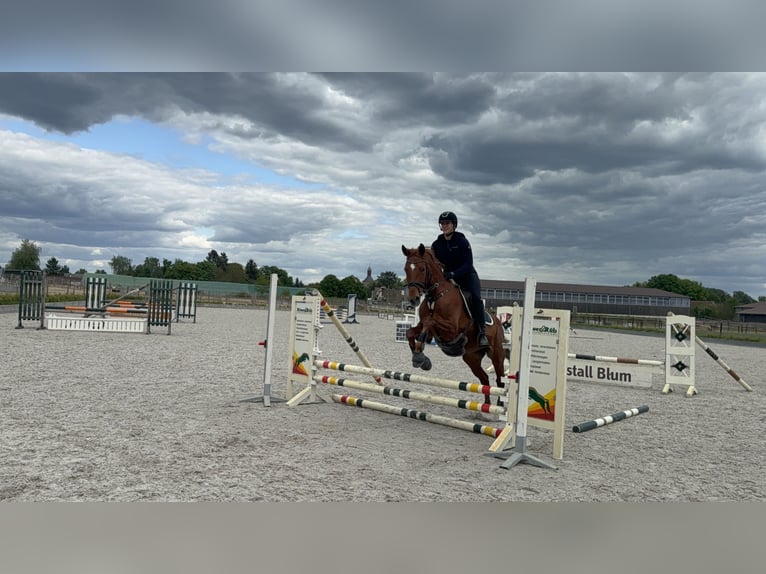 Deutsches Sportpferd Stute 6 Jahre 167 cm Fuchs in Oberkr&#xE4;mer