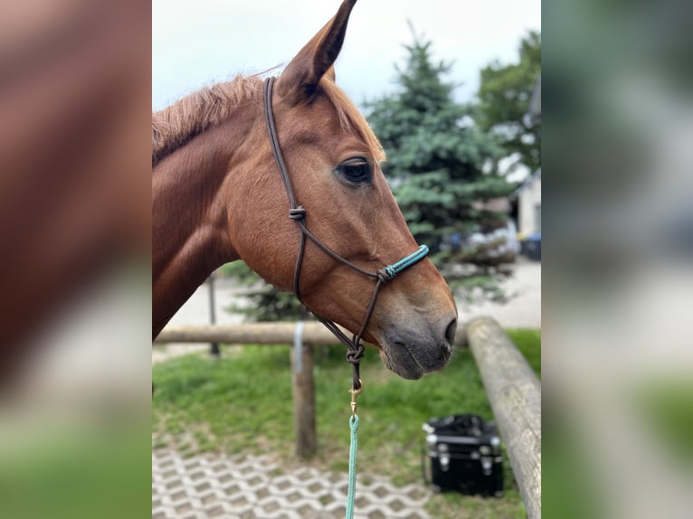 Deutsches Sportpferd Stute 6 Jahre 167 cm Fuchs in Oberkr&#xE4;mer