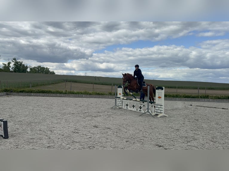 Deutsches Sportpferd Stute 6 Jahre 167 cm Fuchs in Oberkr&#xE4;mer