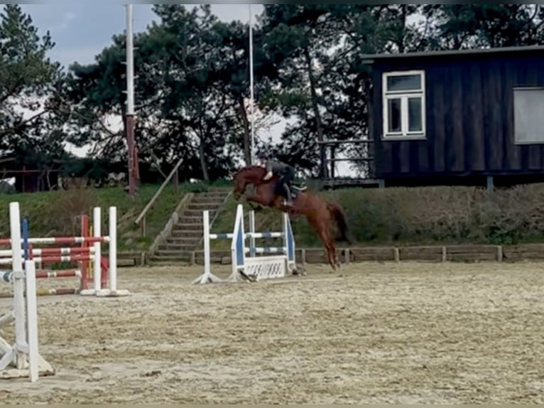 Deutsches Sportpferd Stute 6 Jahre 167 cm Fuchs in Werneuchen